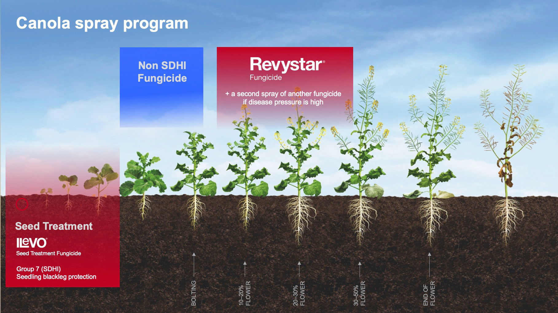 Canola spray program